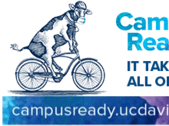 drawing of cow wearing a surgical mask and riding a bike