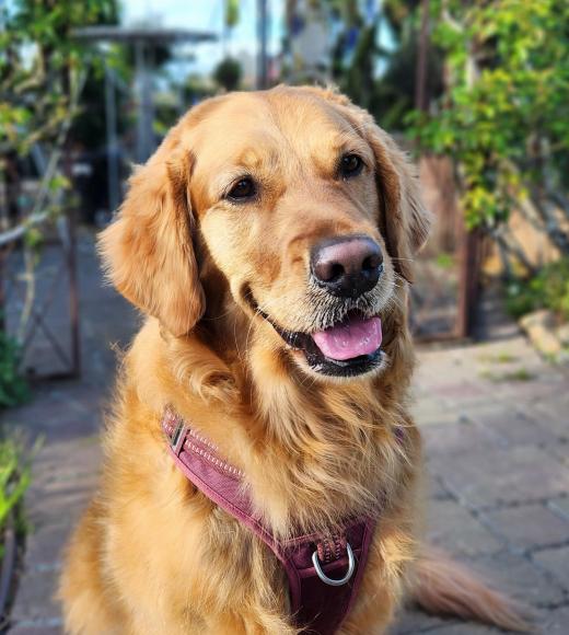A photo of Sophie, a golden retriever