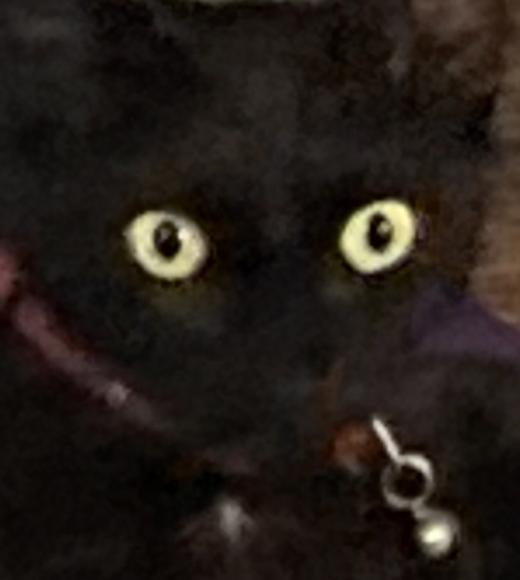 A black cat