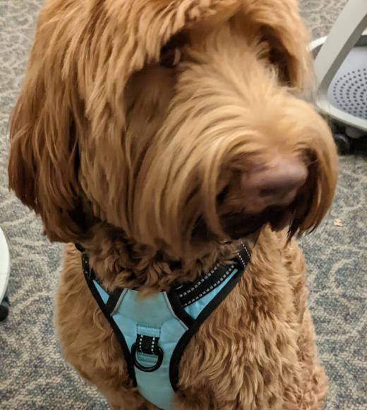 Goldendoodle dog