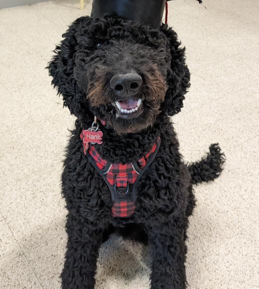 Picture of Hank, the dog