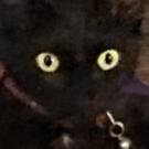 A black cat