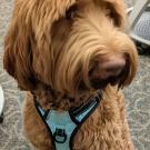 Goldendoodle dog