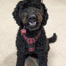 Picture of Hank, the dog